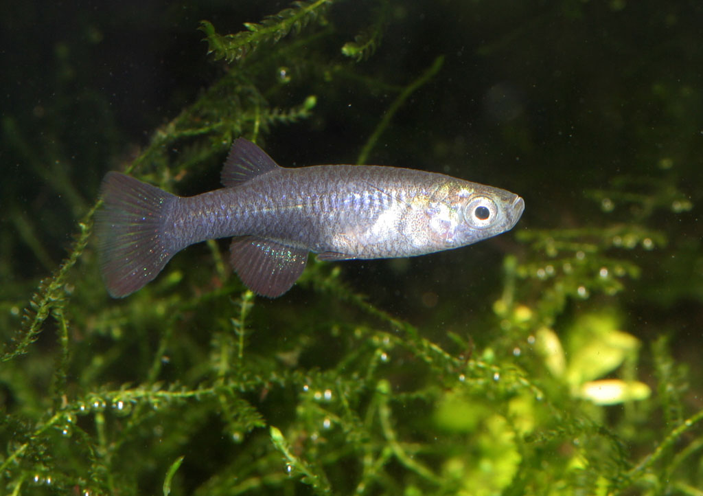 (Aplocheilichthys) Род АПЛОХЕЙЛИХТИСЫ, АПЛОХЕЙЛИХТЫ, СВЕТЛОГЛАЗКИ 43 вида